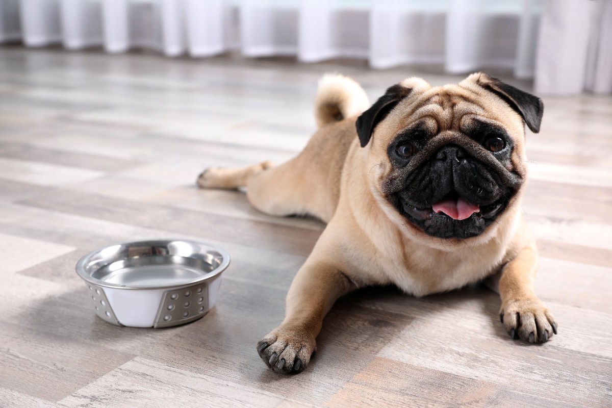 犬の飲み水は冷たいほうがいい？水分補給におけるNGな勘違いや知っておくべきこと