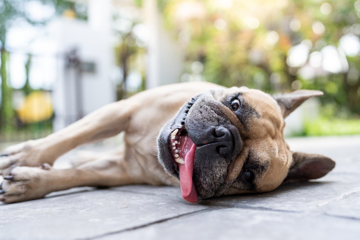 犬が『暑い』と伝えている時のサイン4つ！よく見せる仕草や行動、飼い主にできる暑さ対策とは？