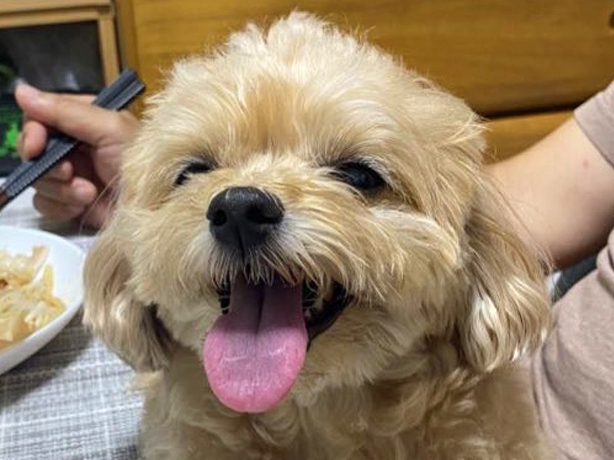 おじいちゃんが『いる時』と『いない時』の犬を比較→想定以上に『別犬のようになる光景』が166万表示「不在時は充電中」「いる時可愛すぎｗ」