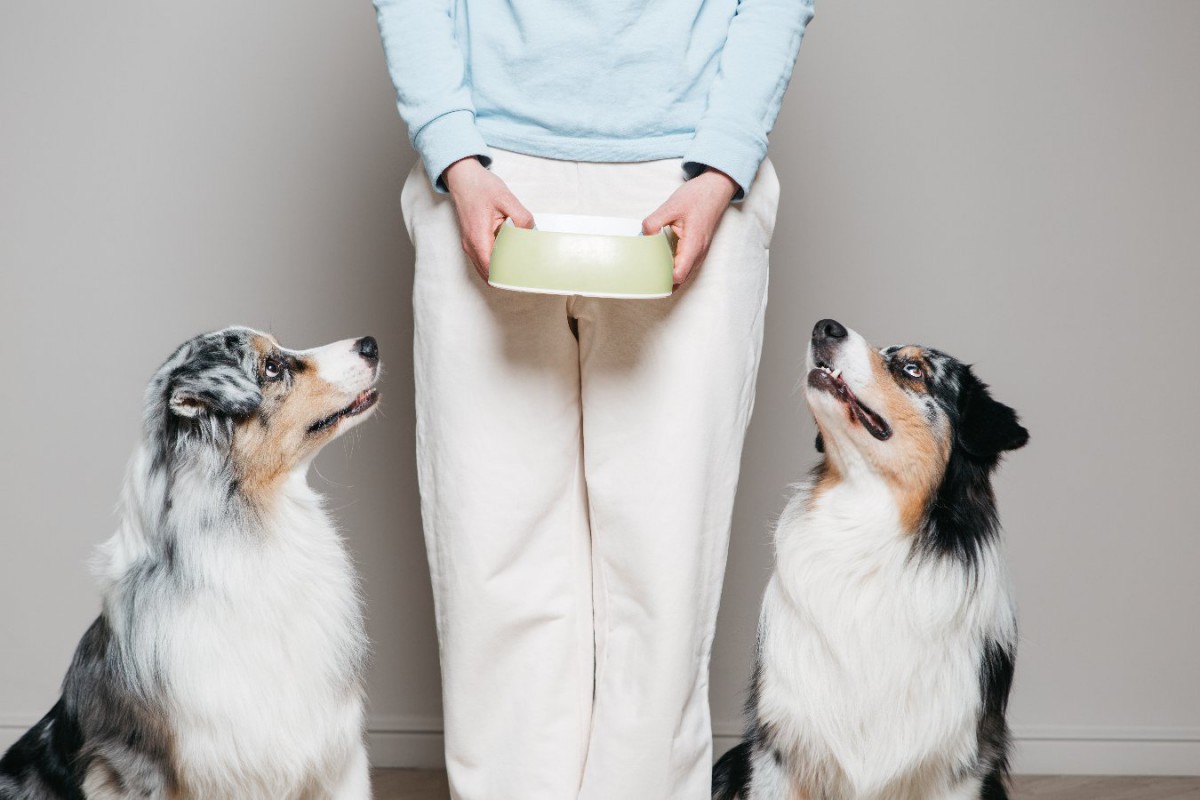 飼い主と食べ物どちらを選ぶ？犬とオオカミで比較した調査結果