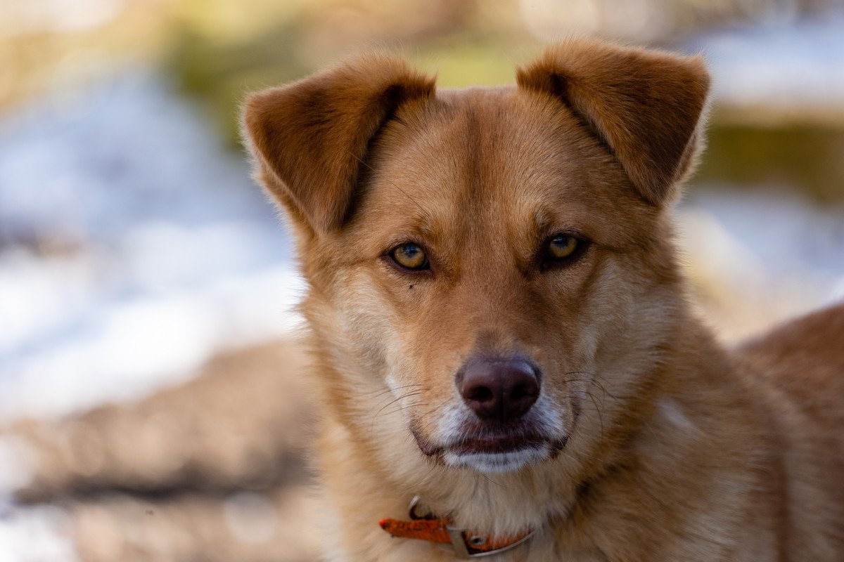 犬に『ライバル視されやすい人』の特徴４選！警戒心を解くためのコツは？