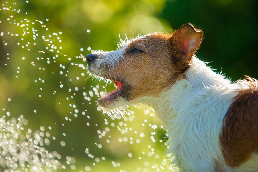 暑さに強い犬種5選