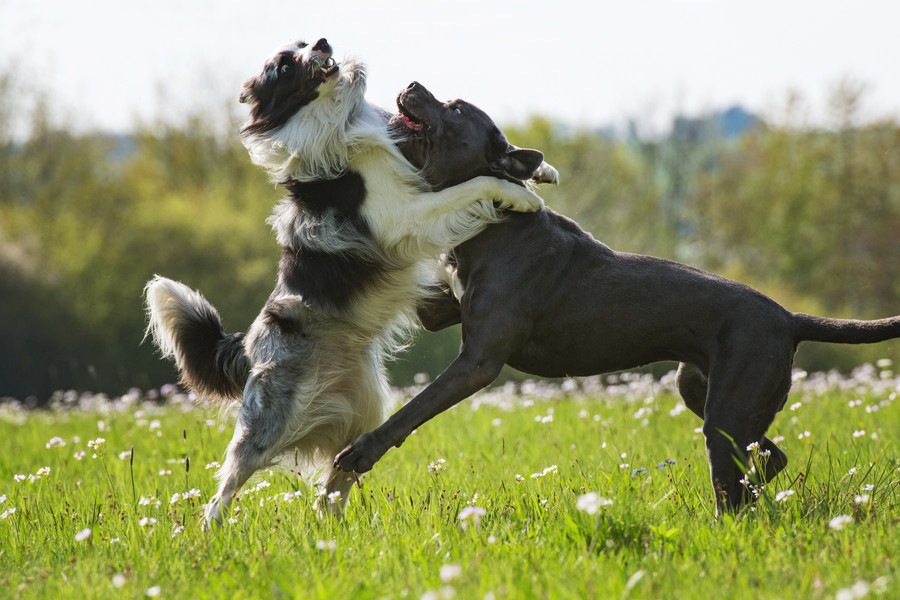 犬友同士でありがちなトラブル５選