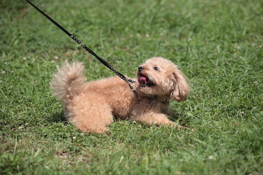 犬が散歩で座り込んでしまう４つの理由と対処法