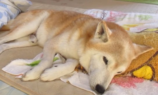 愛犬の愛おしすぎる毎朝の習慣