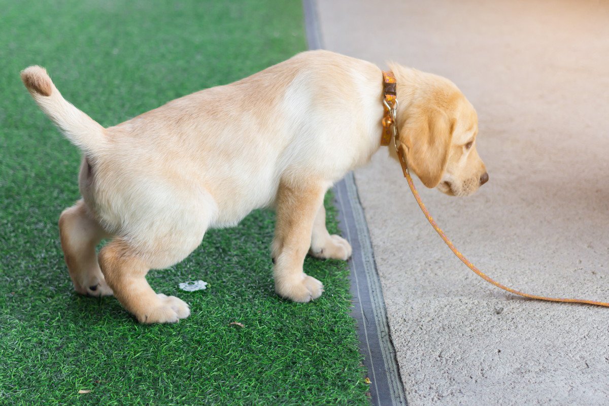 犬の『膀胱炎』で現れる症状4つ　発症する原因や予防法、注意すべきことまで解説