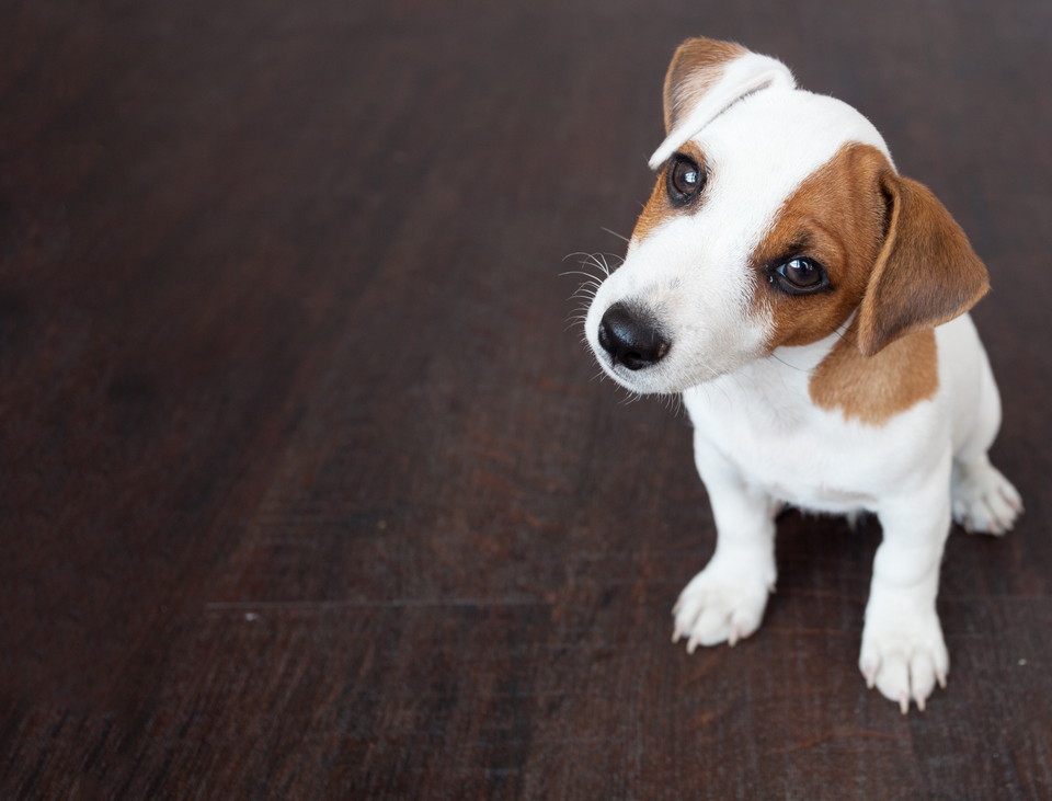 今まで出来ていたことが突然出来なくなった時、愛犬が「嫌なイメージ」を抱いていないか考えよう