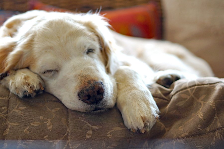 老犬にしかない魅力５選！若い時とは違う可愛さがある♡