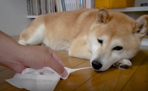 柴犬の鼻をこよりでコショコショ…果たして？