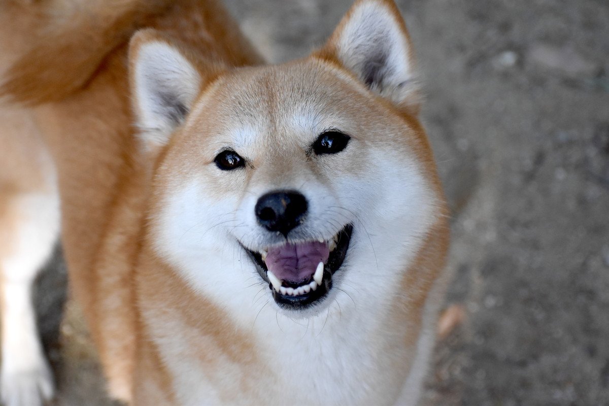 犬が笑顔になるのはなぜ？ストレスが引き金になっていることも