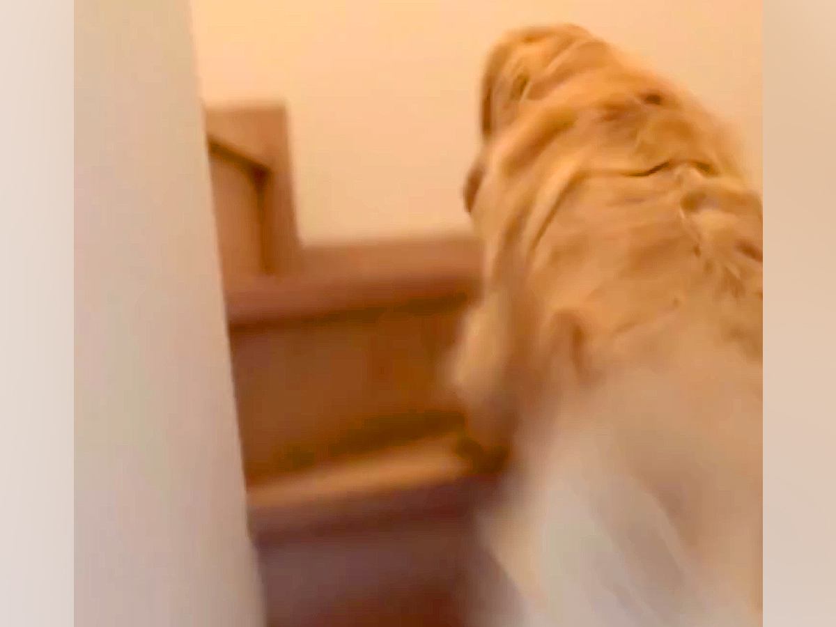 「あかんあかんあかん！」朝、大型犬に『パパを起こしてきて』とお願いした結果…激しすぎる『絶対に起きる目覚まし』に反響「羨ましい」の声も