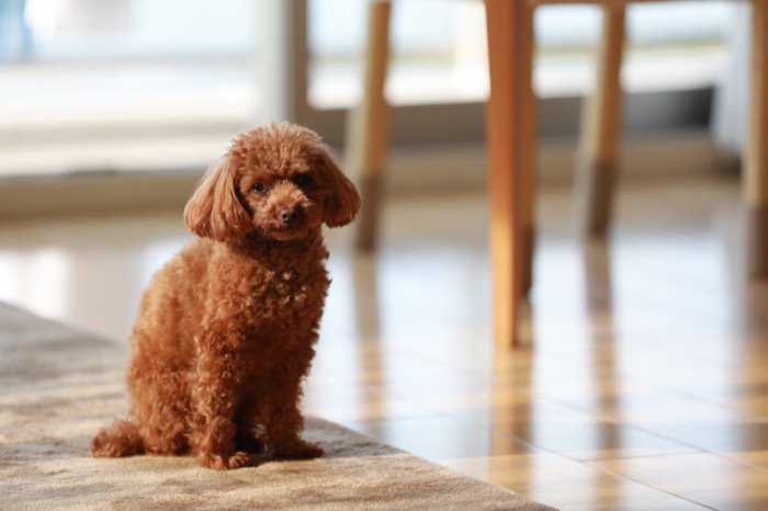 『小型犬』の平均寿命とは？愛犬を長生きさせるために普段からできる健康管理まで