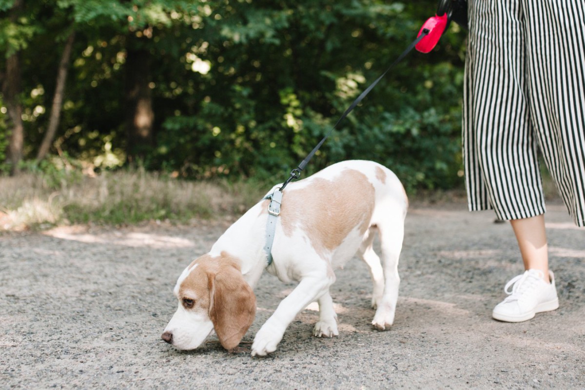 犬が散歩中にニオイを嗅ぐ理由2つ！実は意外なリスクがあることも