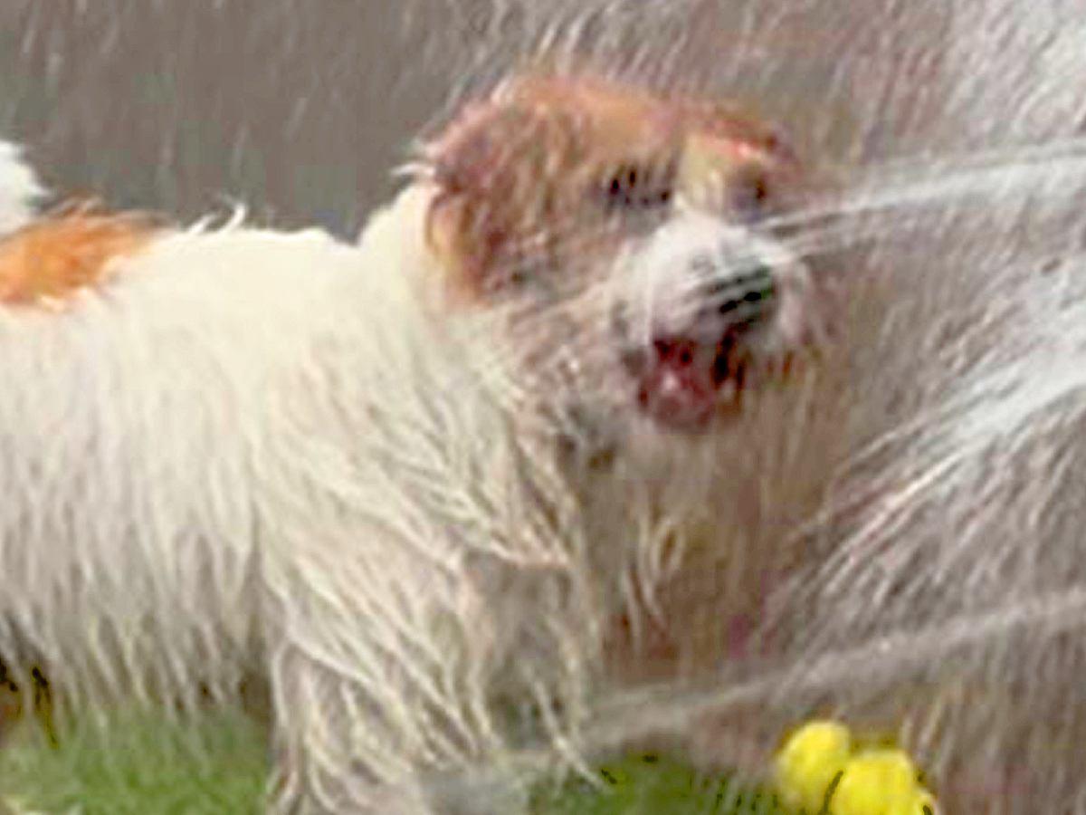 水遊び中に『シャワーヘッド』をかじった犬→破壊してしまい…衝撃のハプニングに1万いいね「もはや現代アートで草」「大噴水ｗｗ」と爆笑続々