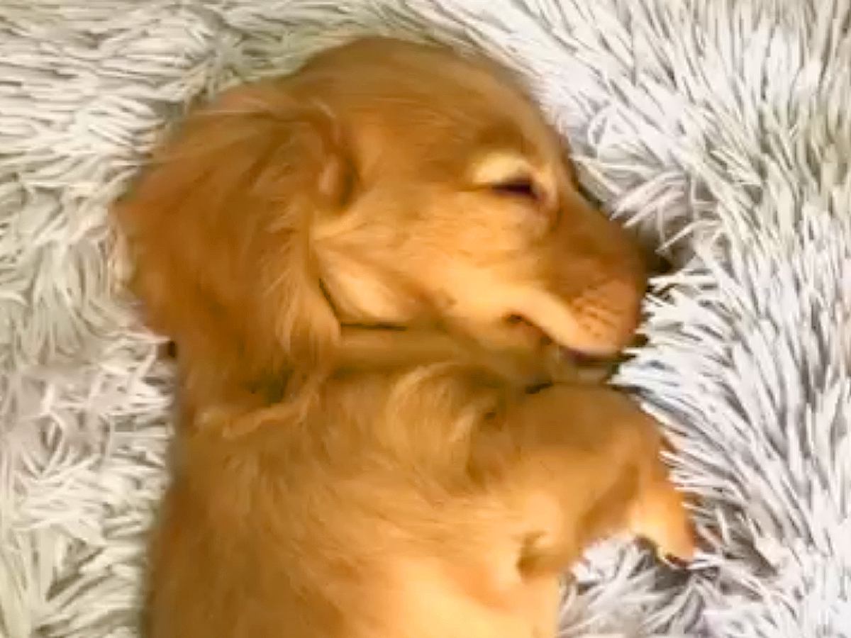 無邪気な赤ちゃん犬を飼った結果→あっという間に時間は進み…涙あふれる『2年間の成長記録』が12万再生「唯一無二の存在」「泣きながら見た」