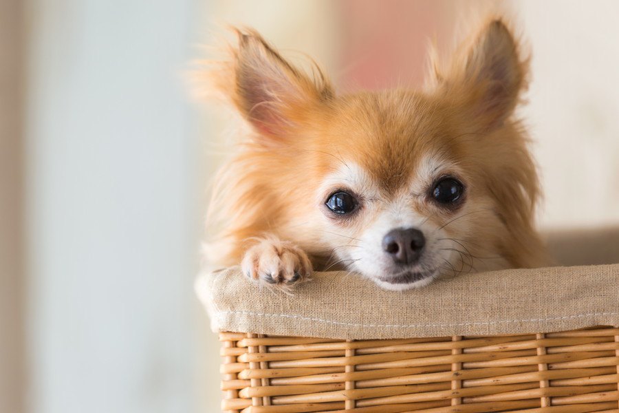 一人暮らしで犬を飼うのにオススメの犬種4選！飼い方や注意点など