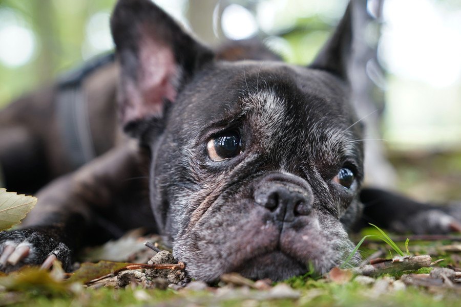 犬が亡くなる直前、飼い主を避けようとする心理４つ