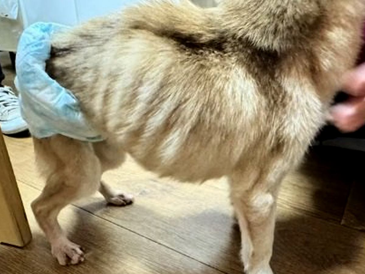 ネグレクトされ『ガリガリにやせ細った犬』を保護した結果…たった１ヶ月後→『別犬のようなビフォーアフター』に「表情すごい」「いいお顔」の声