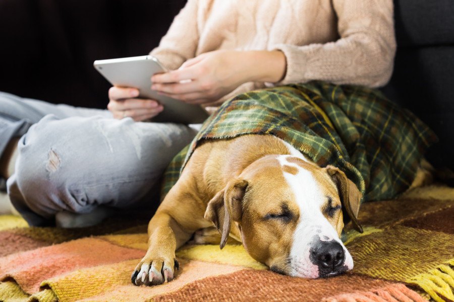 犬が飼い主の近くで寝る心理３選！その場所によっても意味が異なるって知ってた？