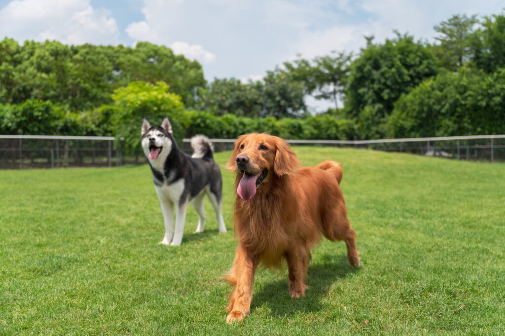 ゴベリアンはどんなミックス犬？特徴・性格・飼い方まで徹底ガイド