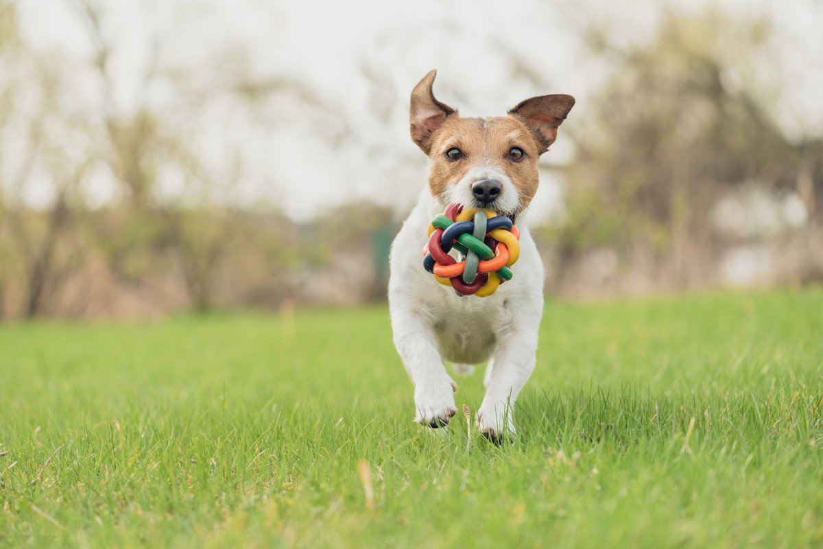 犬が何かを伝えたい時にする行動4選！飼い主にしているアピールを見極めて