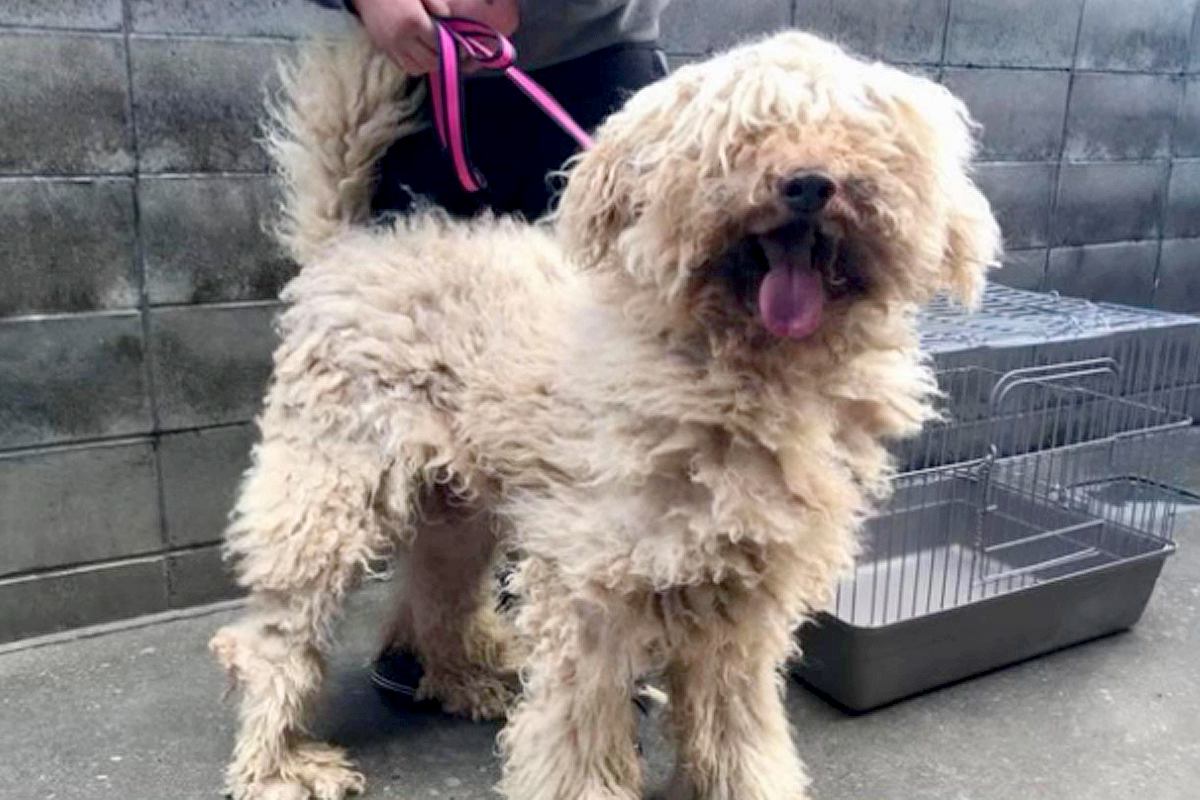 捨てられそうになっていた『汚れたボサボサの大型犬』を飼った結果→嘘のような『8年後の現在』が5万再生「よく頑張った」「幸せ掴んだね」