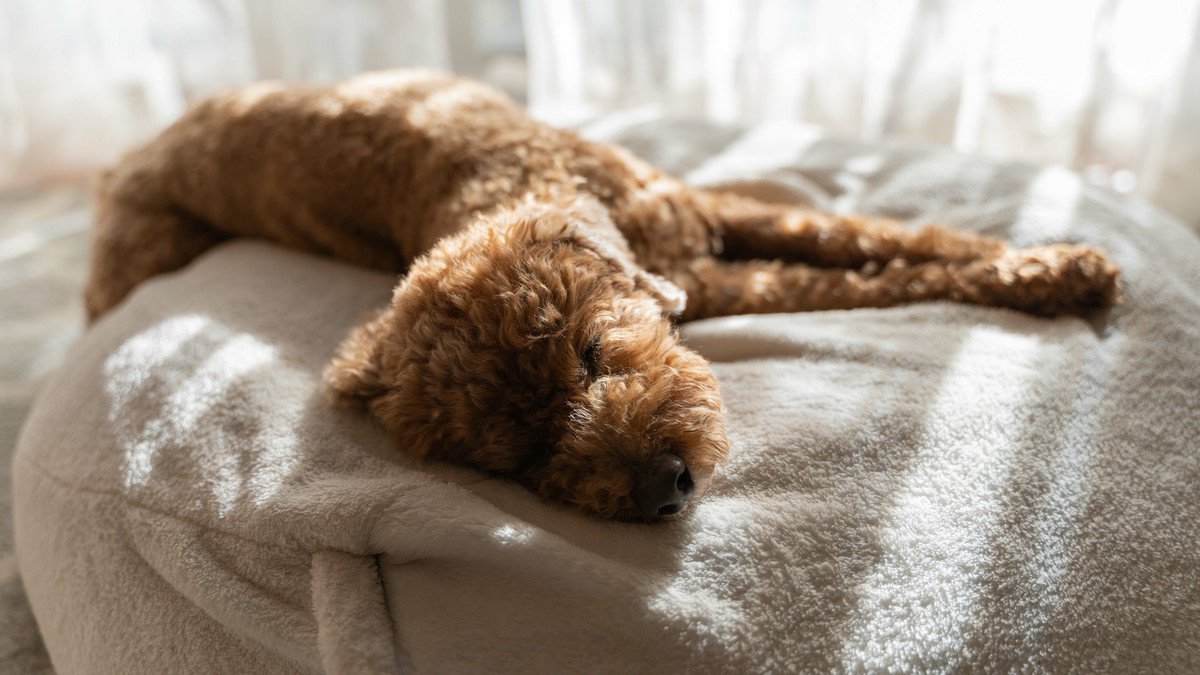 犬が亡くなる前に『飼い主から離れようとする』理由とは？死の直前に見せる前兆まで