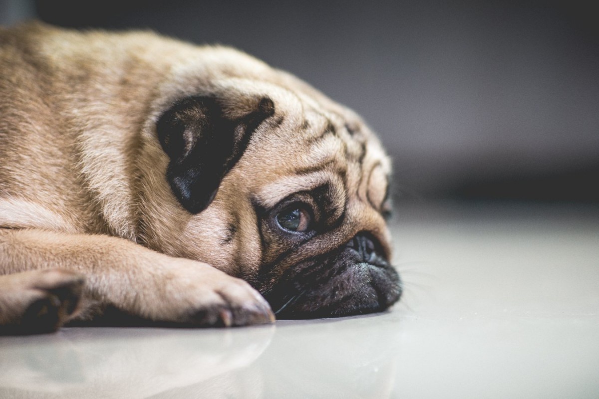 『我慢ばかりしてしまう犬』の特徴4つ！飼い主だけが気付けるサインを見逃さないで！