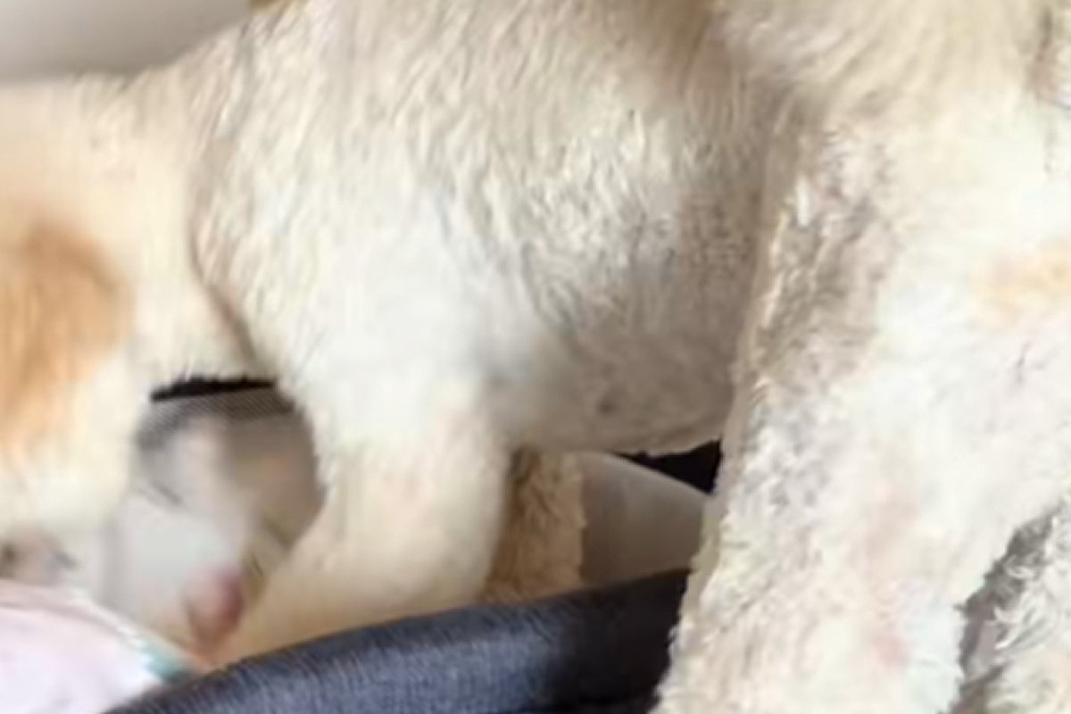 『ベビーベッド』に憧れている大型犬→赤ちゃんがいないことを確認すると…まさかの『愛おしい行動』が10万再生「大きな赤ちゃんｗ」「涙出た」