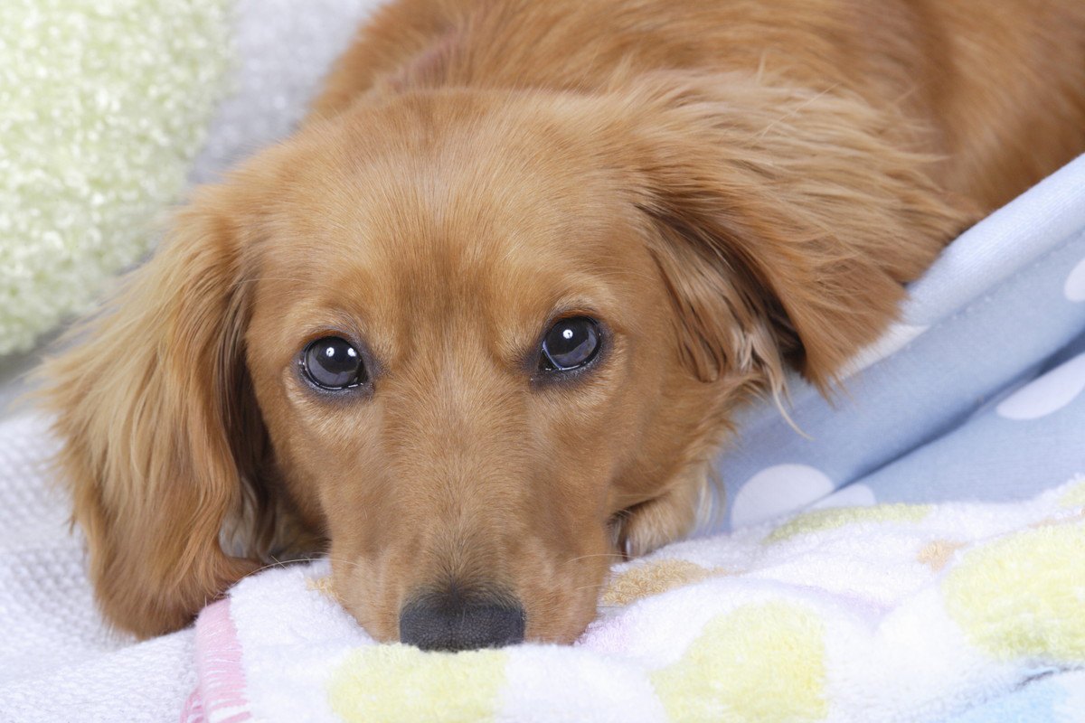 犬の『トイレシーツを活用する裏ワザ』4選