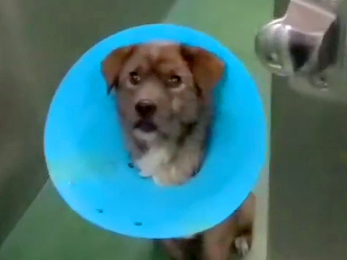 『命の期限が迫る保護犬』に届いた1通のメッセージ…まさかの展開と『生まれかわった姿』に涙が止まらないと218万再生「出会えてよかった」