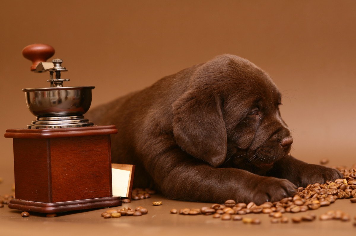 犬はどれくらいコーヒーを飲んだら亡くなってしまうの？致死量と飲んでしまったときにすべきこととは？