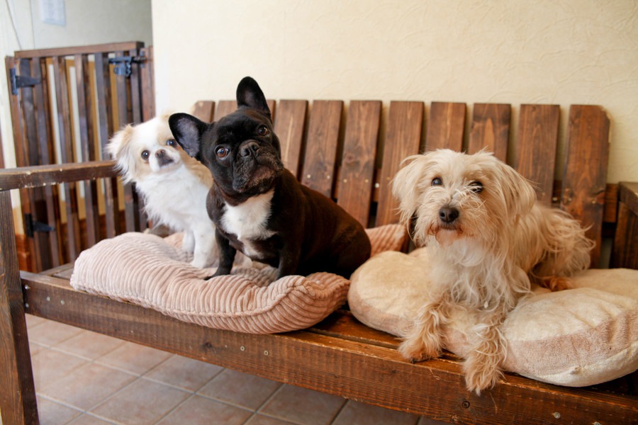 多頭飼いには向いていない３つの犬の性格