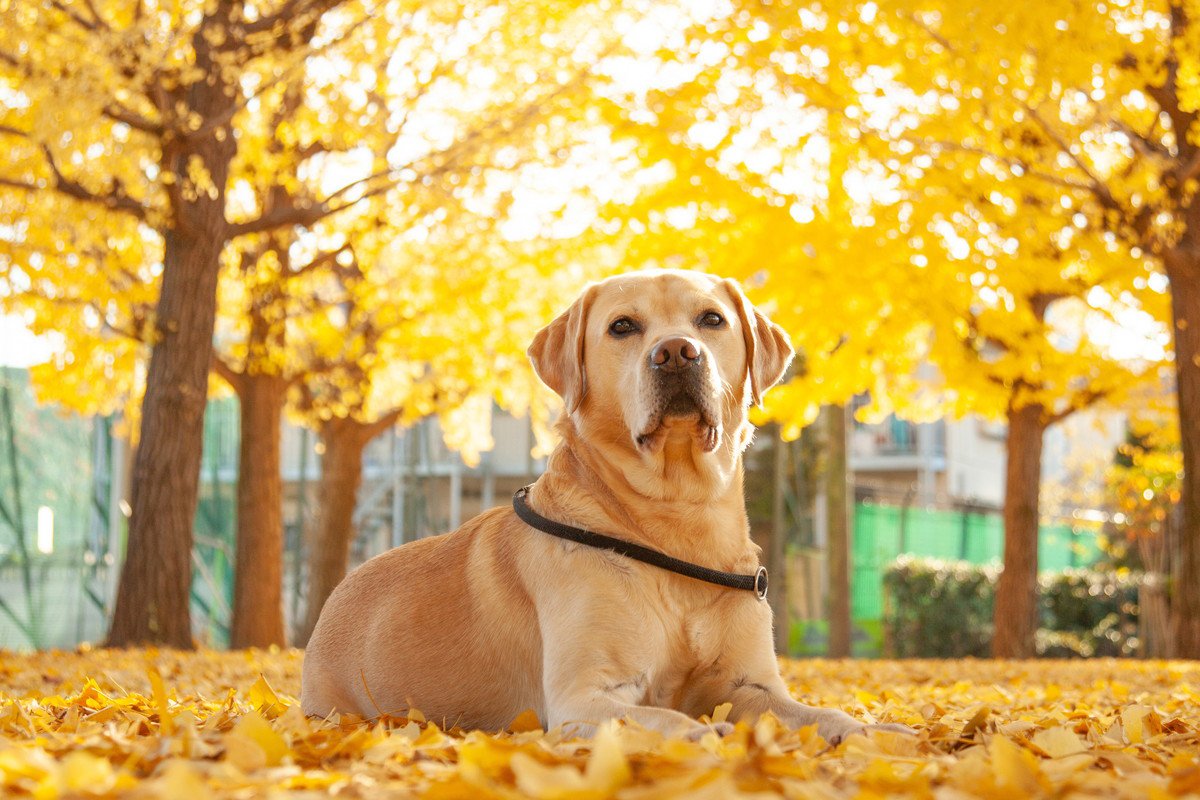 犬の『銀杏拾い食い』には要注意！中毒症状や致死量、食べてしまった場合の対応まで