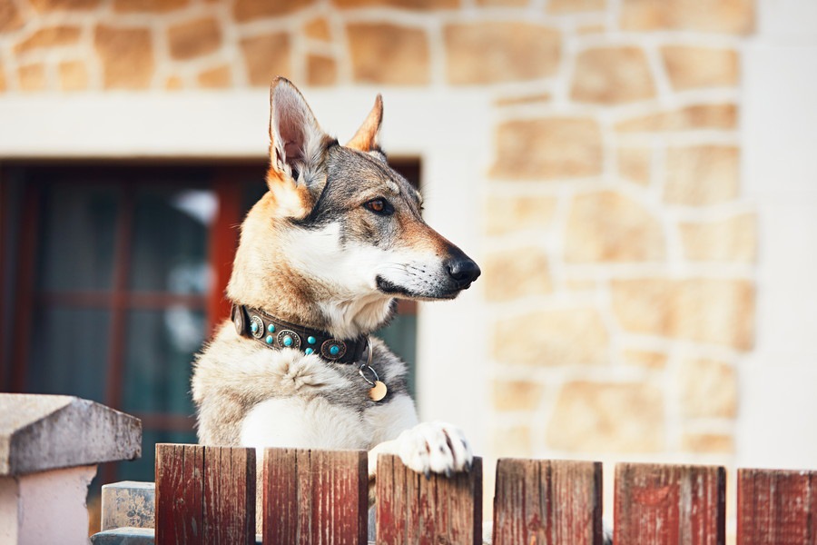 犬の耳が表す気持ちとは？耳を立てているときの４つの気持ち