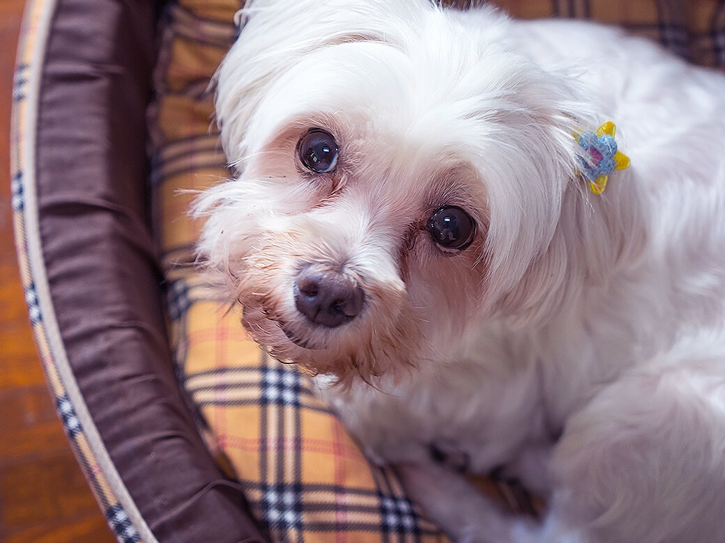 犬が怯えているときに見せる5つの仕草