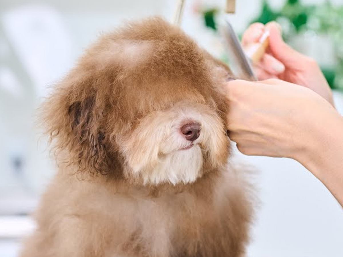 ボサボサになった犬の毛をカットしてみた結果…まさかの『色が変わってしまった姿』が別犬のようだと13万再生「リアルぬいぐるみ」「天使」