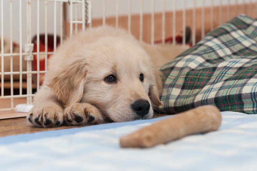 犬を迎えるオススメの時期はいつ？注意点から準備するものまで