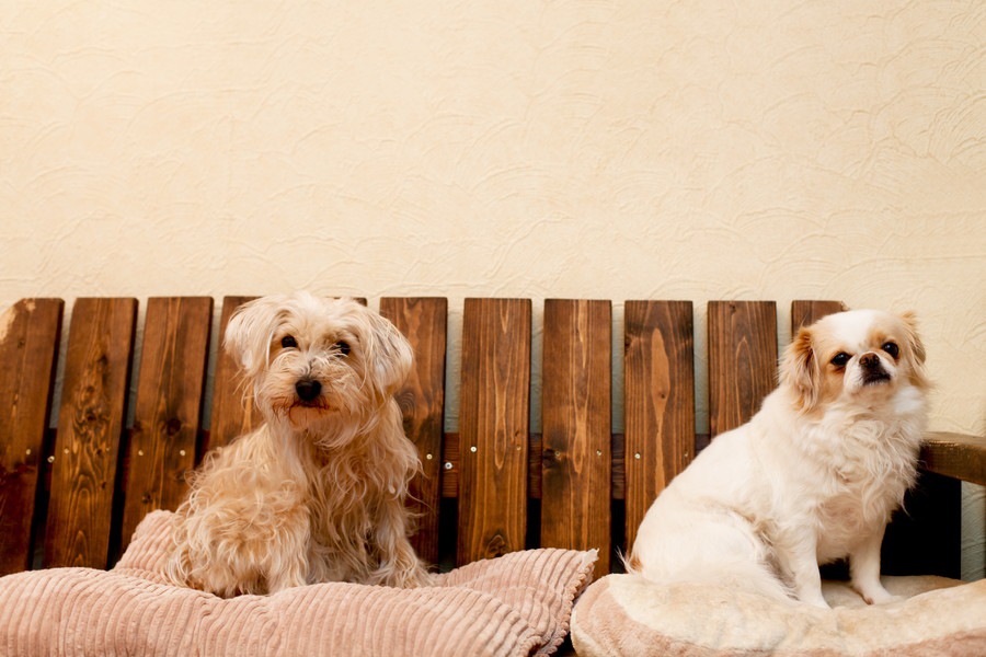 愛犬が寂しそう･･･もう一頭飼おうというのは間違い？