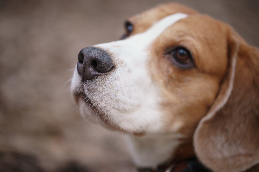 犬が鼻をフンフン鳴らしている時の気持ち４選