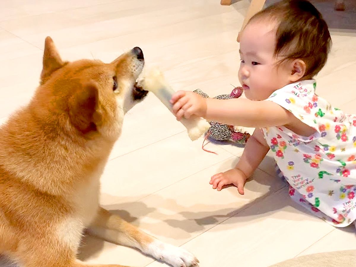 赤ちゃんがオモチャで遊ぼうとしたら犬が…まるで『ベビーシッターのような行動』が尊すぎると7万再生「完璧な子守」「素晴らしいお姉ちゃん」