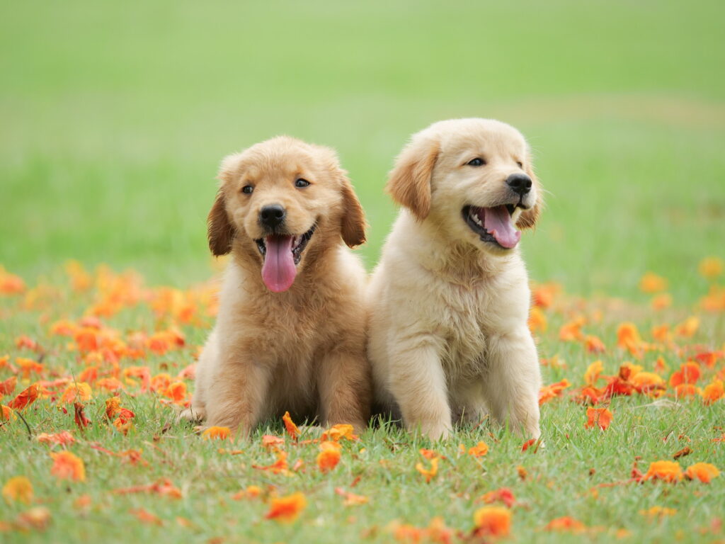 ゴールデンレトリバーの値段はいくら？子犬の価格相場から初期費用・維持費まで解説