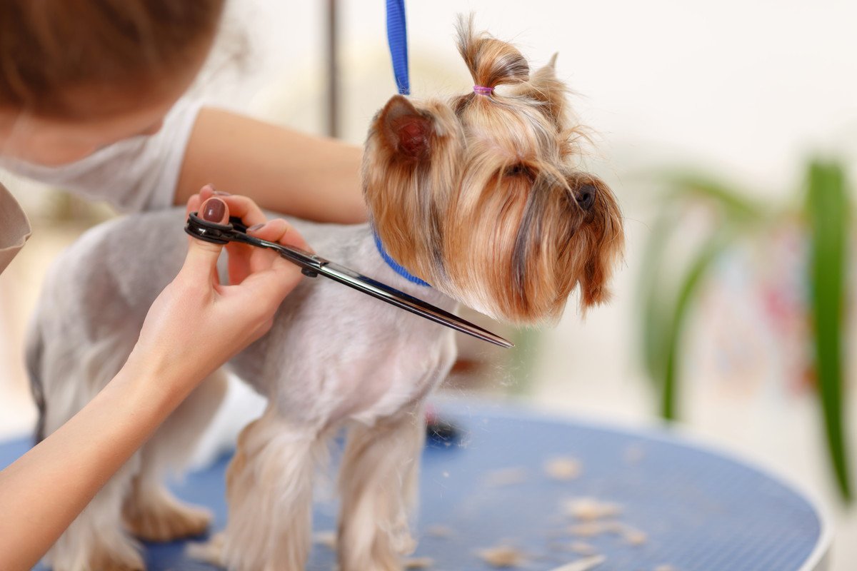 犬に寄り添ったトリミングとは？見た目の可愛さを最優先しないトリミングサロンも選択肢に考えてみよう