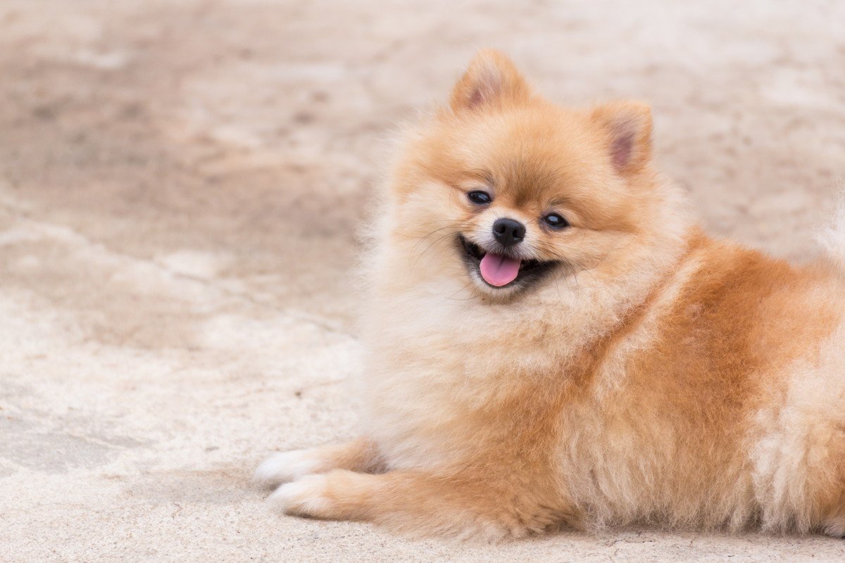 何キロまでが小型犬とされているの？大きさの定義や飼育にかかる費用の違いまで解説