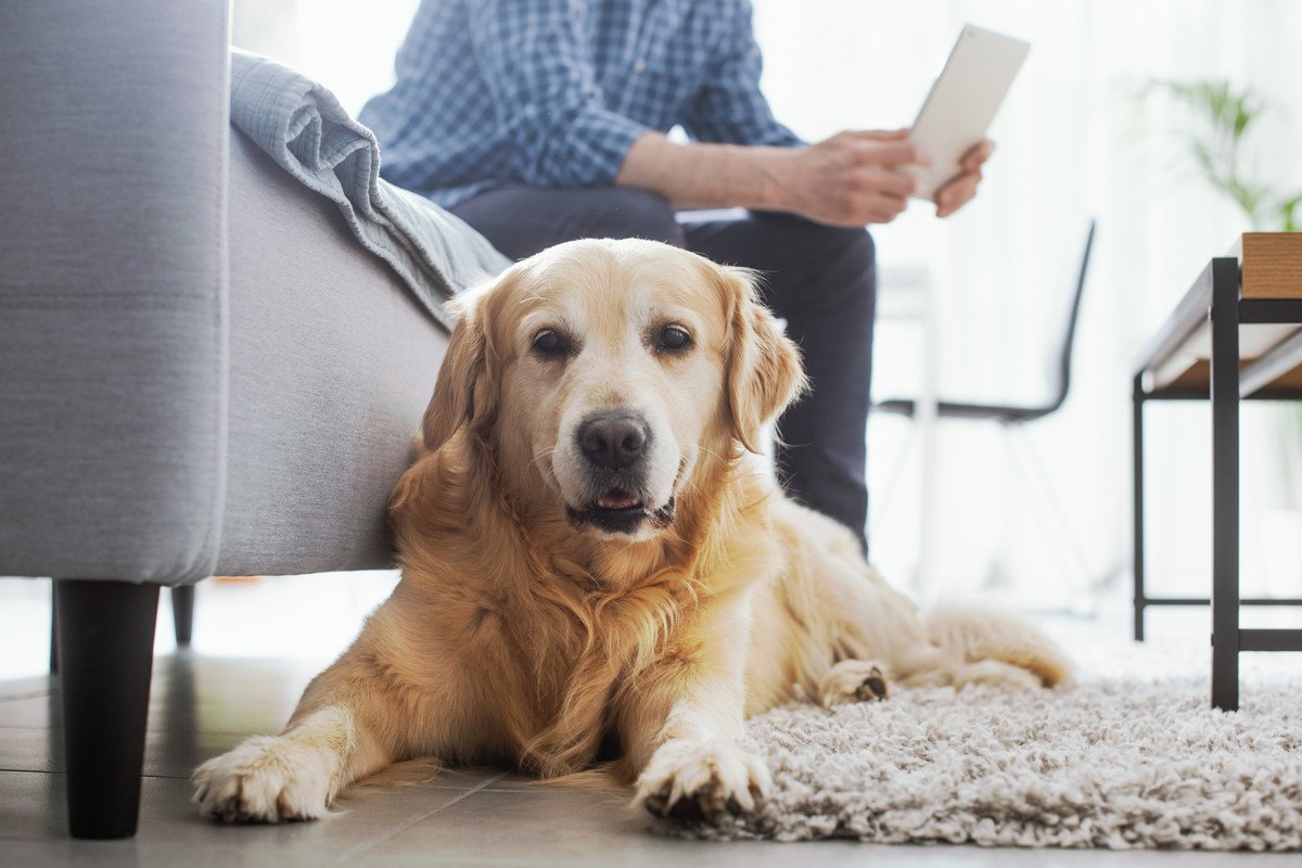 愛犬に対してストレスが溜まってしまう…イライラした時でも絶対にしてはいけないNG行為３選