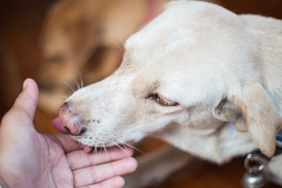 犬のペロペロが止まらない！舐め続ける心理と状況に合わせた対処法