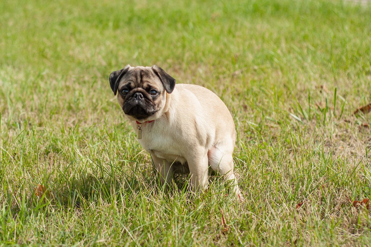 犬はなぜ『ウンチ』をしているときに飼い主を見つめるの？排泄中の心理や愛犬が伝えたいことまで