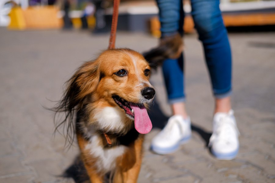 飼い主への愛情表現も♡犬が散歩中に見せる仕草４選