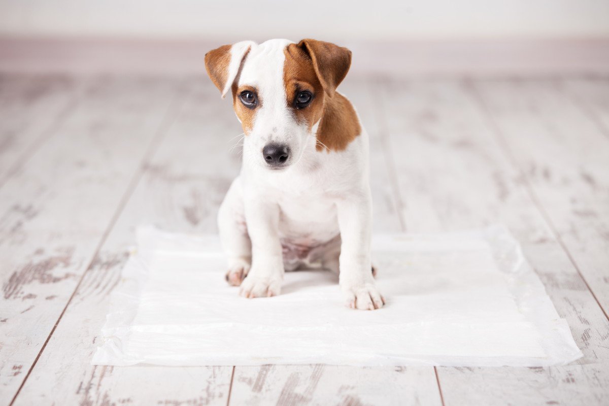 犬が『トイレを我慢してる時』に見せる仕草や行動４選