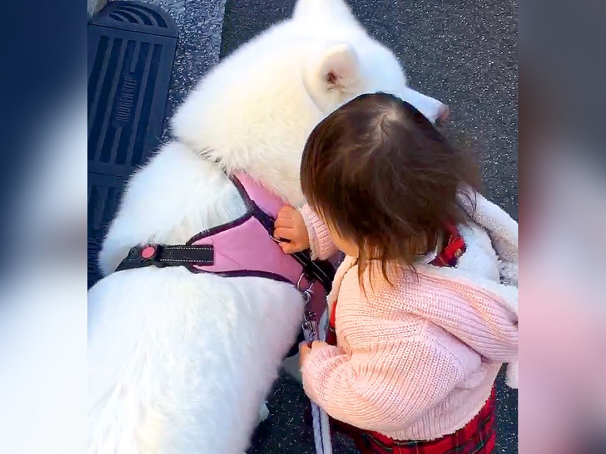 小さな女の子が散歩中『人のおうち』に入ろうとしたら、秋田犬が…お利口さんすぎる『まさかの行動』が90万再生「優しくて涙」「最高の警備」